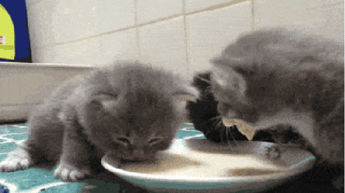 小猫 喝奶 滴落 搞笑