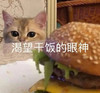 暴漫 熊猫头 渴望干饭的眼神 期待 呆萌 可爱