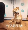 萌宠 汪星人 我有嚣张了 开心 呆萌 可爱