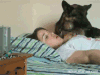 狗 舔 睡觉