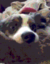 狗狗 点头 萌宠  眨眼睛