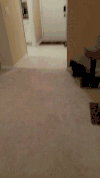 激光 laser 玩 宠物