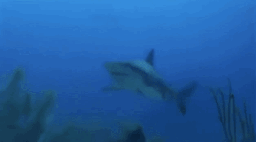 鲨鱼 霸气