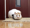 萌宠 喵星人 暗中观察 我来看看怎么回事