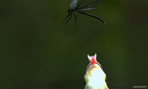 青蛙 抓蜻蜓 长舌头