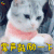 萌宠 猫咪 猫 赞 掌声 鼓励 一下 soogif soogif出品