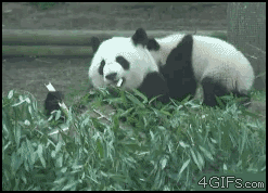 功夫熊猫3  熊猫  吃 竹子