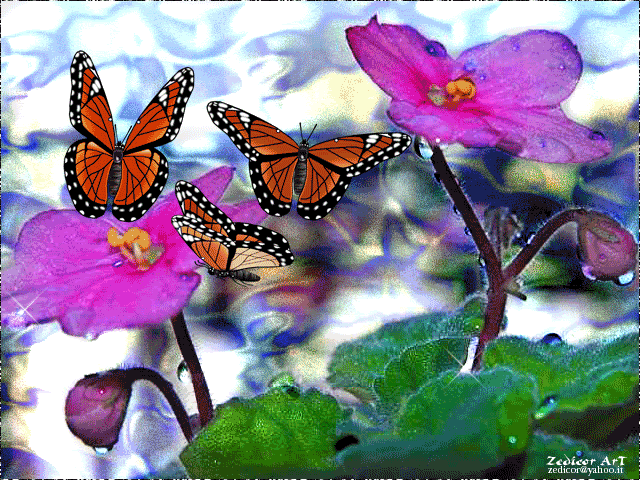 蝴蝶 butterfly 彩色 animal