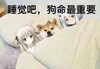 睡觉吧 狗命最重要 卡通 被子 美女