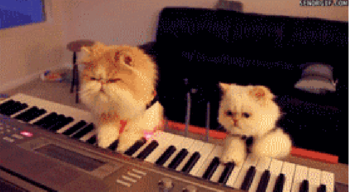 小猫 弹奏 钢琴 可爱