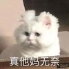 萌宠 猫星人 真他妈无奈 无语 呆萌 可爱