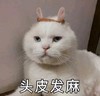 萌宠 猫星人 头皮发麻 无奈 呆萌 可爱