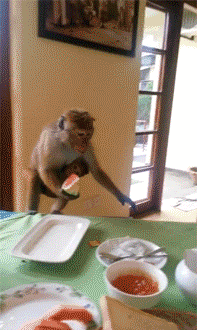 猴子 吃货 偷东西 逃跑 猴哥 嚣张 大饼