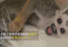 猫 猫咪 猴子 收养 萌宠