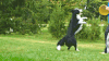 边牧 汪星人 萌 Border Collie
