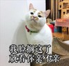 猫 喵星人 铲屎官 猫咪