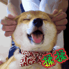 揉揉 萌宠 狗狗 笑 揉揉