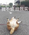 萌宠 汪星人 我不管 给我买 搞怪 逗