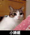 小婊砸 猫咪 害怕 呆萌