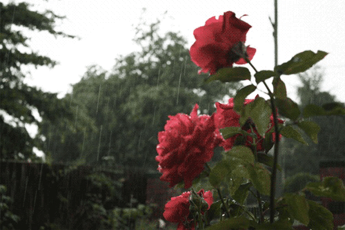 红花 下雨 绿色 绿叶