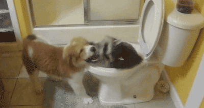 狗狗 马桶 厕所 玩耍