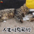 猫 喵星人 搞笑 人生唯有买醉 soogif soogif出品