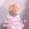 萌宠 喵星人 你的小可爱在等你回复 等你给我回信息 可爱 呆萌