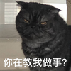 萌宠 猫星人 你在教我做事 凝视 呆萌 可爱
