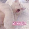 萌宠 猫星人 别惹我 生气 呆萌 搞怪