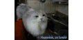 图片 颜色  猫咪 可爱