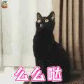 萌宠 猫咪 猫 撩 么么哒 soogif soogif出品