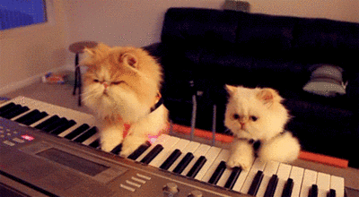 两只猫咪 弹琴 舔舔嘴 电子琴