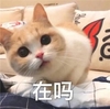 萌宠 猫星人 在吗 好奇 呆萌 可爱