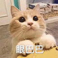 眼巴巴 猫咪 可爱 萌宠