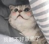 萌宠 猫星人 我都不好意思了 害羞 呆萌 可爱