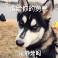 狗狗 河水 谁给你的勇气 梁静茹吗