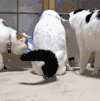 萌宠 猫 可爱