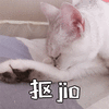 抠脚 抠jio 猫 搞怪 逗