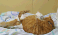 萌宠 玩耍 猫 友情
