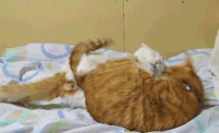 萌宠 玩耍 猫 友情