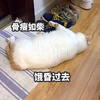 萌宠 猫星人 饿晕过去 骨瘦如柴 呆萌 可爱