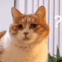 萌宠 猫星人 ？？？好奇 呆萌 可爱