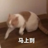 萌宠 猫星人 马上到 我来了 呆萌 可爱