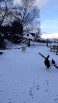 雪 动物 狗 羔羊 可爱 萌宠 汪星人