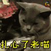 猫 萌宠 动物 soogif soogif出品 扎心了老喵