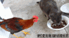 公鸡 炸毛 猫咪 欺负