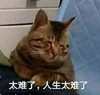 萌宠 猫星人 太难了 人生太难了 呆萌 可爱
