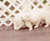 萨摩耶 Samoyed 玩耍 萌