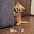 猫咪 偷瞄