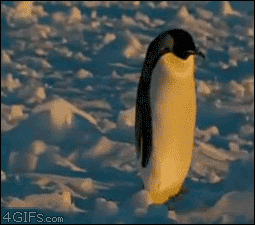 企鹅 penguin 绊倒